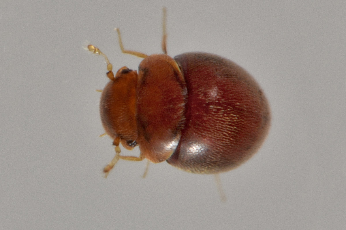 Clambidae: Loricaster testaceus? S.
